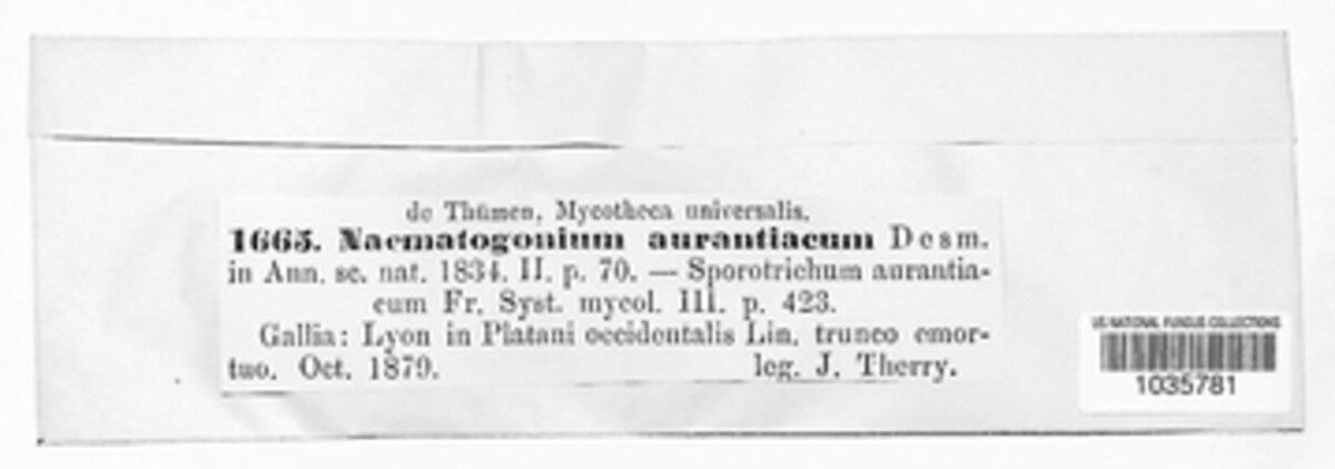 Nematogonum ferrugineum image